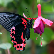 Схема вышивки «на лету»