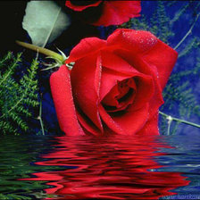 роза в воде