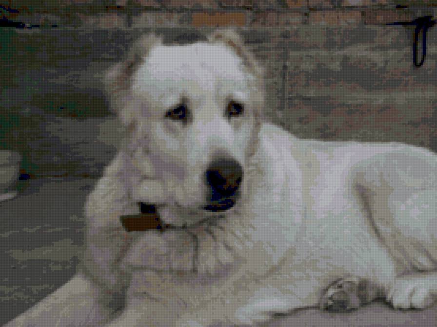 моя любимая собачка - предпросмотр