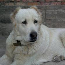 Схема вышивки «моя любимая собачка»