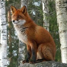 Схема вышивки «рыжая лиса»