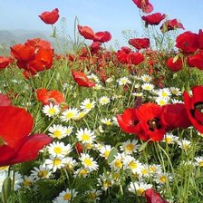 Схема вышивки «маки»