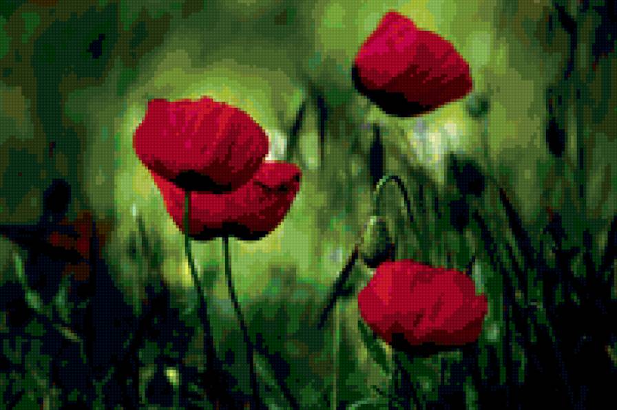 Маки - мак, цветы, маки - предпросмотр