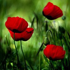 Схема вышивки «Маки»