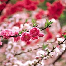 Схема вышивки «№86982»