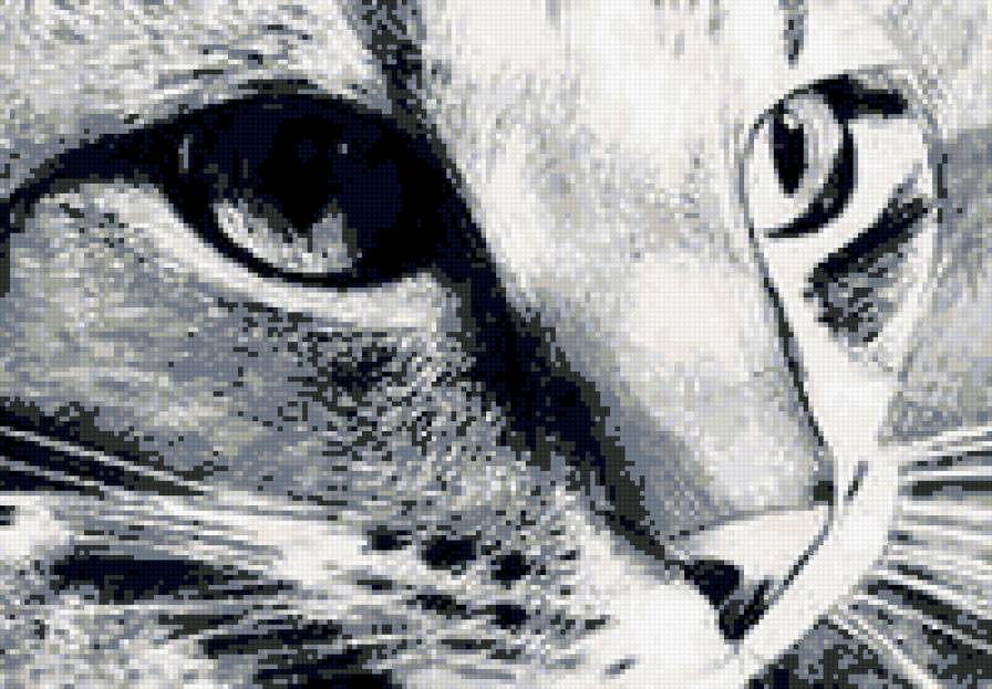 кот - предпросмотр