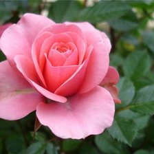 Розовая роза