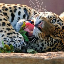 Схема вышивки «Тигренок»