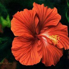 Схема вышивки «Гибискус»