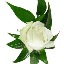 Схема вышивки «Роза»