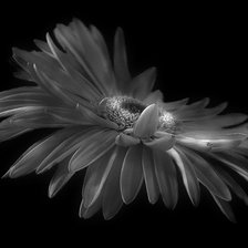 Схема вышивки «гербера»