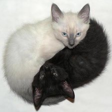 Схема вышивки «инь и янь)»