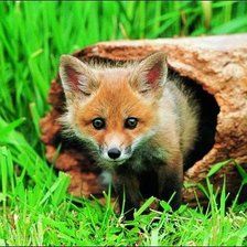 Схема вышивки «любопытный лисенок»