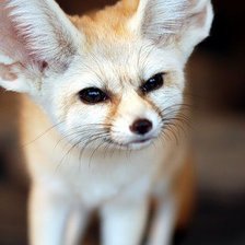 Схема вышивки «любопытный фенек»