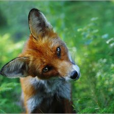 Схема вышивки «ой, а что в тут делаете?»