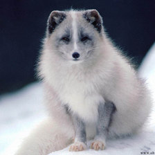 Схема вышивки «пушистый северный зверек =)»