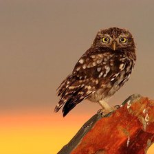 Схема вышивки «совенок»