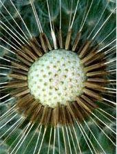 Схема вышивки «Одуванчик. центральная часть»