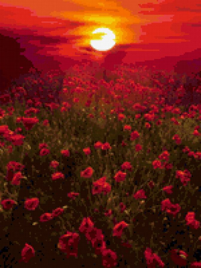 маковое поле - маки, закат - предпросмотр