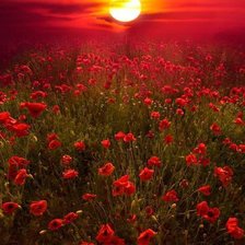 Схема вышивки «маковое поле»