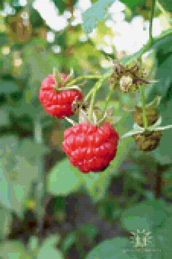 ягода-малина) - лето, ягода, цвет, плод - предпросмотр