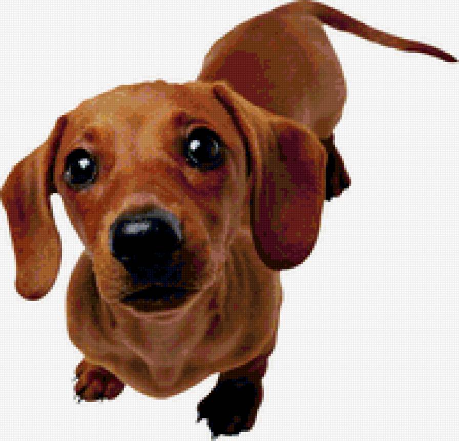 такса - такса, животные, собака - предпросмотр