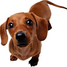 Схема вышивки «такса»