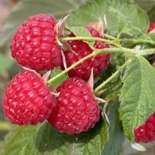 Схема вышивки «№87702»