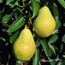 Схема вышивки «№87708»