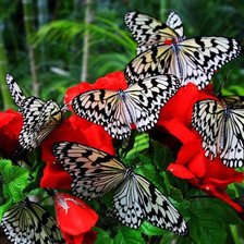 Схема вышивки «№87767»