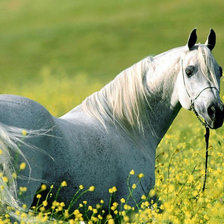 Схема вышивки «№87783»