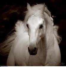 Схема вышивки «белоснежный»