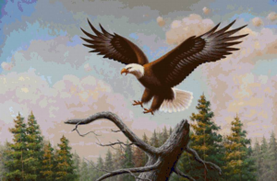 Орёл - природа, пейзаж, орел, птицы - предпросмотр