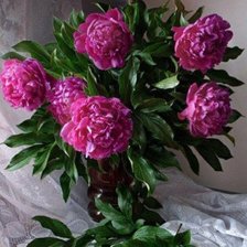 Схема вышивки «Пионы»