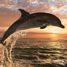 Схема вышивки «Дельфин»