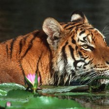 Схема вышивки «Тигр в воде»