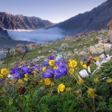 Схема вышивки «Горные цветы»