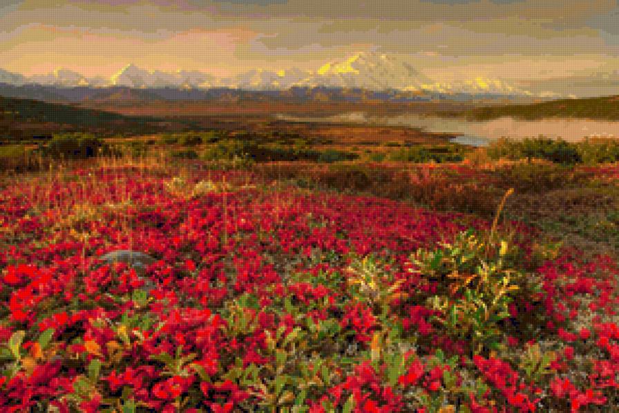Полевые цветы - горы, цветы, поле, закат, природа, пейзаж, вечер - предпросмотр