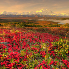 Схема вышивки «Полевые цветы»