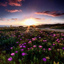 Схема вышивки «Полевые цветы»