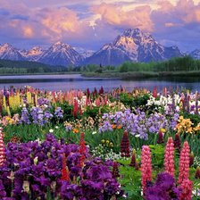 Схема вышивки «Полевые цветы»