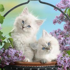 Схема вышивки «Котятки в корзине»