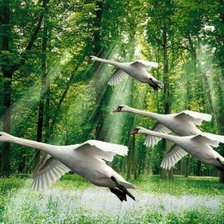 Схема вышивки «Летящие лебеди»