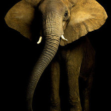 Схема вышивки «слон»