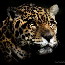 Схема вышивки «леопард»