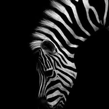 Схема вышивки «зебра»