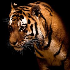 Схема вышивки «тигр»