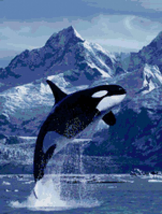 Касатка - касатка - предпросмотр