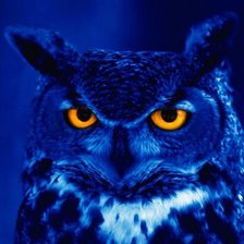 Схема вышивки «Филин»