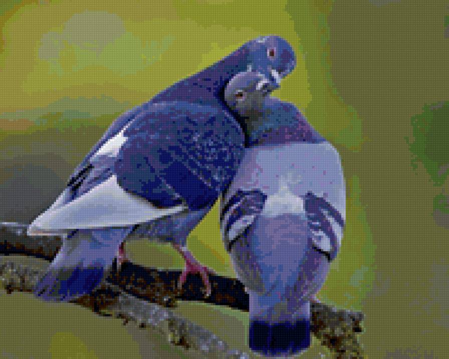 Любовь - голуби - предпросмотр